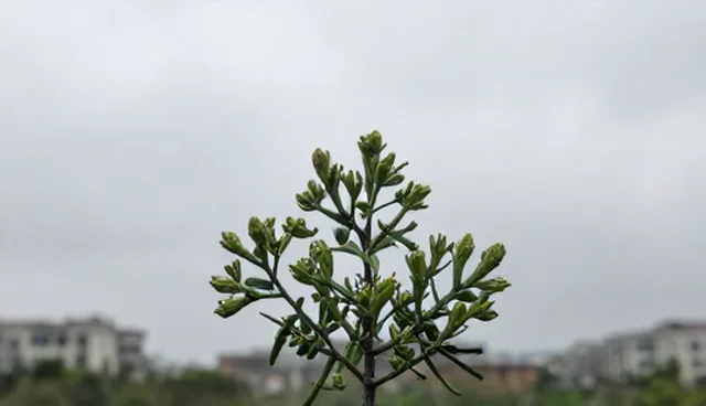 管理办法在实际应用中的问题与应对策略